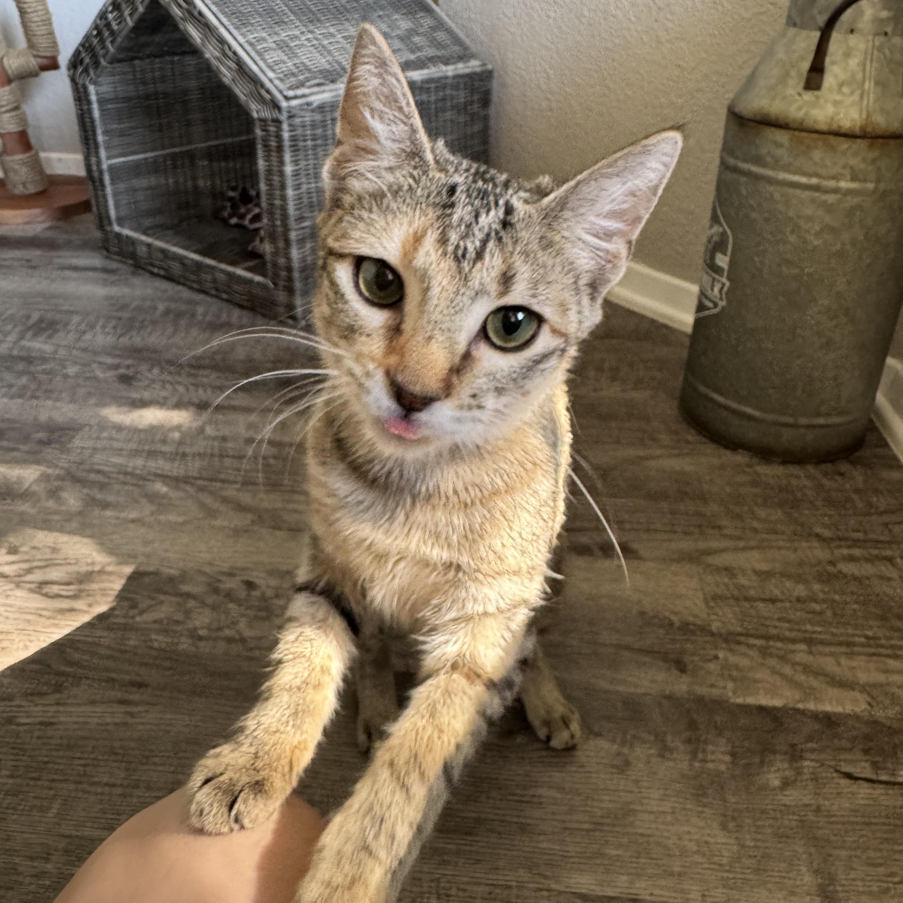 Enlarge Tulip, a Adoptable Domestic Short Hair in North Richland Hills, TX image 2/5