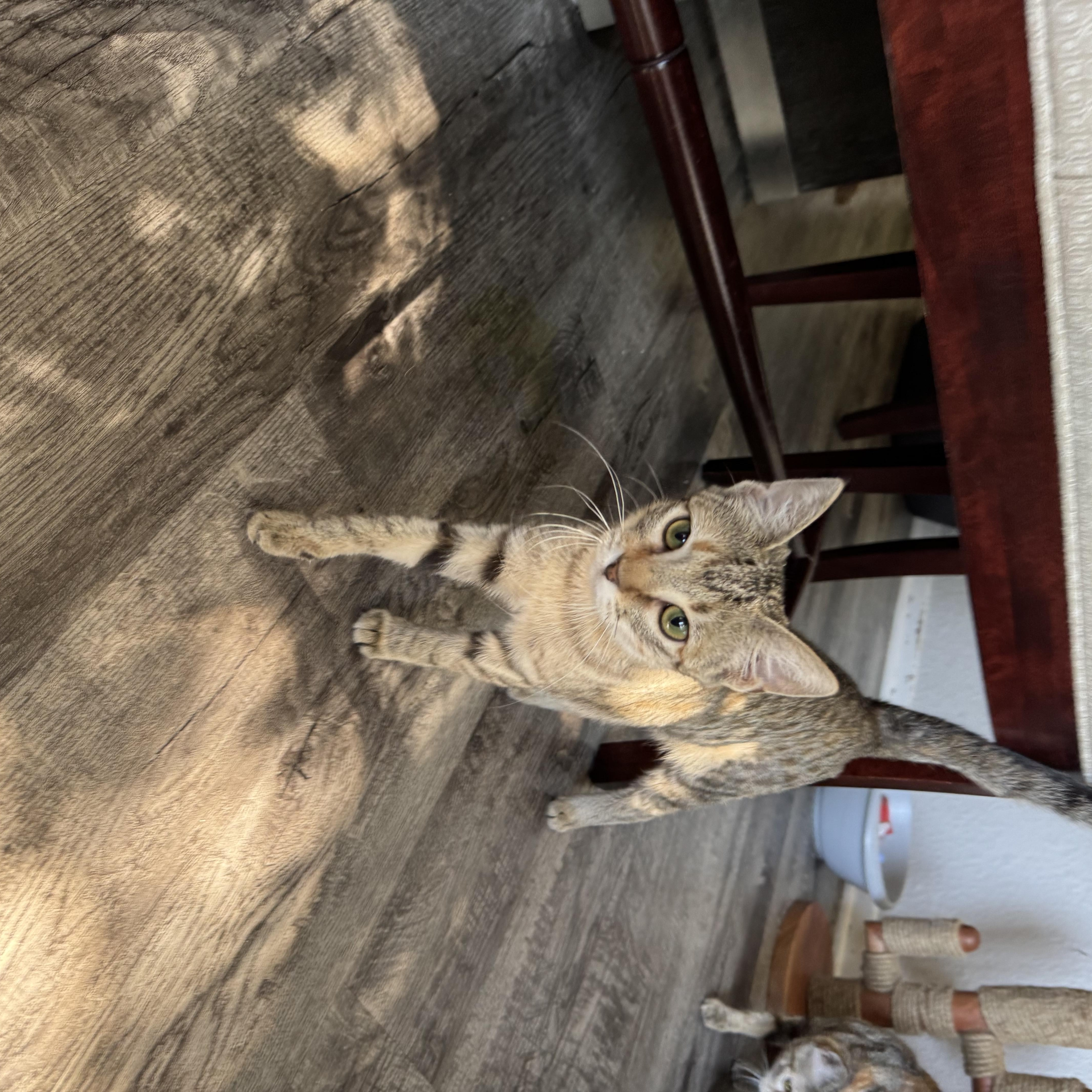 Enlarge Tulip, a Adoptable Domestic Short Hair in North Richland Hills, TX image 5/5