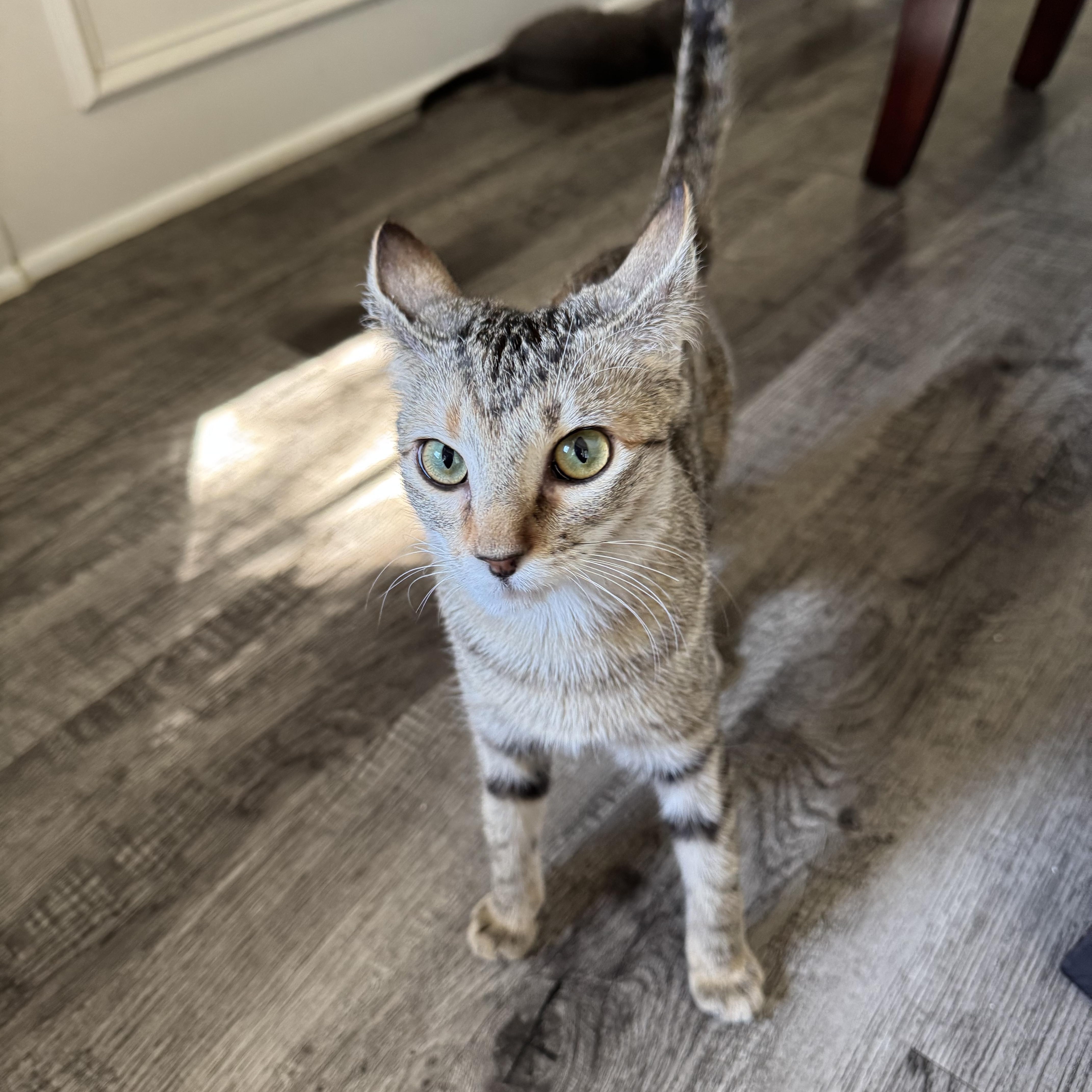 Enlarge Tulip, a Adoptable Domestic Short Hair in North Richland Hills, TX image 3/5