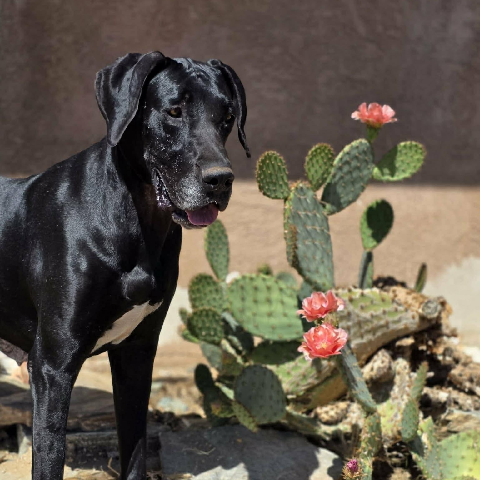 Storm, an adopted Great Dane in Tehachapi, CA image 3/5
