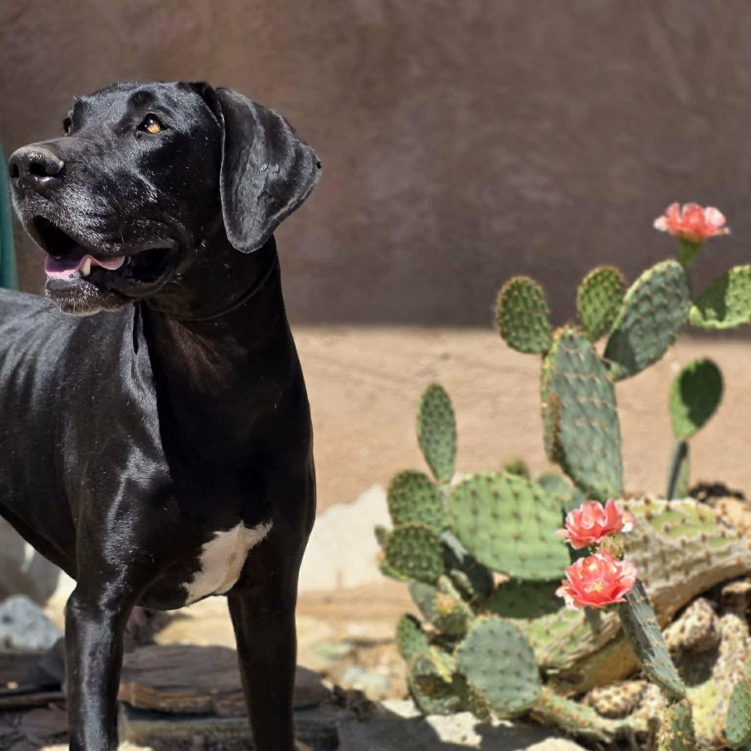 Storm, an adopted Great Dane in Tehachapi, CA image 5/5