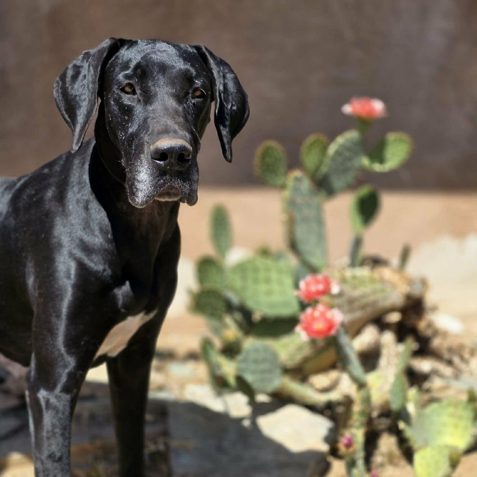 Storm, an adopted Great Dane in Tehachapi, CA image 4/5