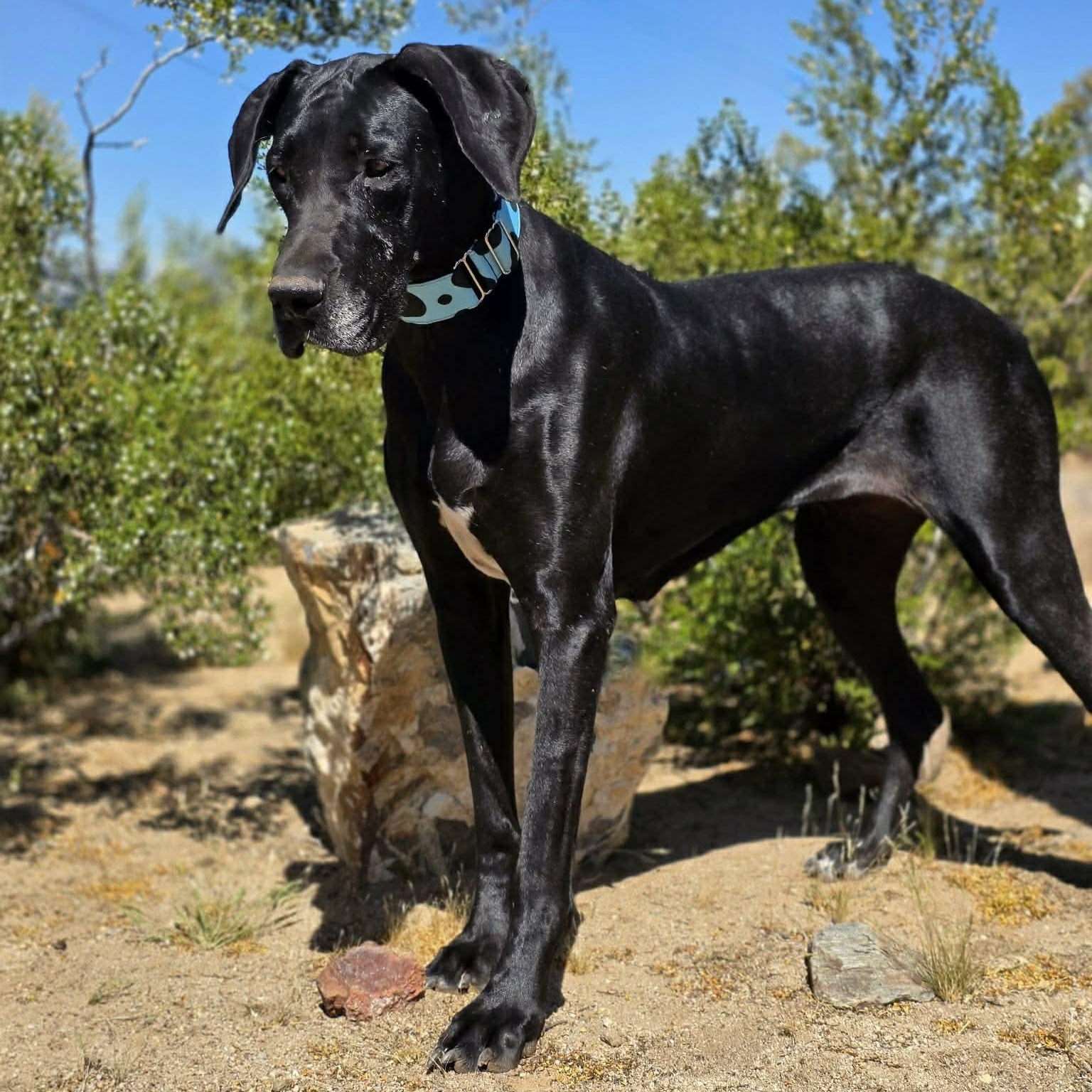 Storm, an adopted Great Dane in Tehachapi, CA image 2/5