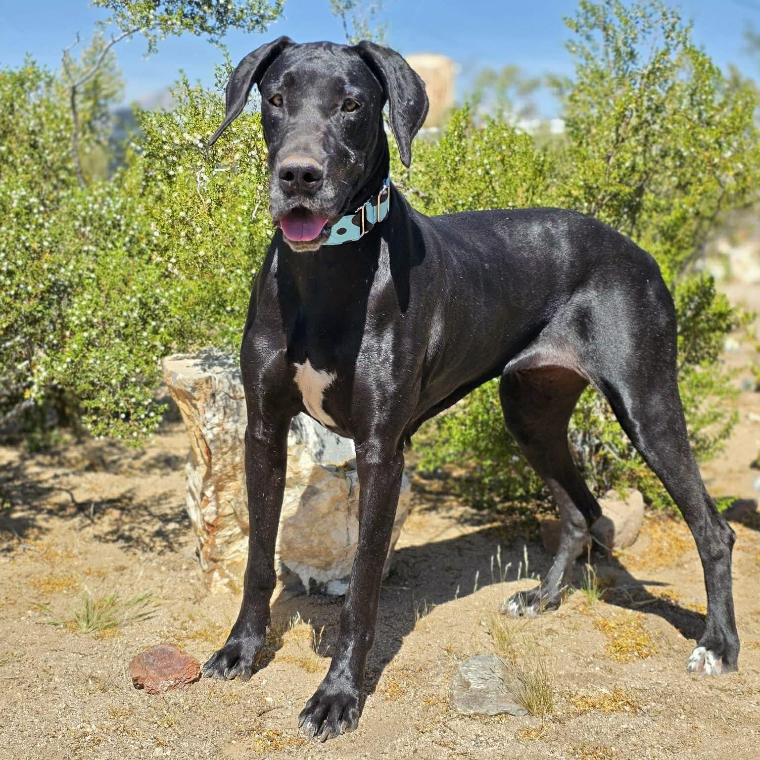 Storm, an adopted Great Dane in Tehachapi, CA image 1/5