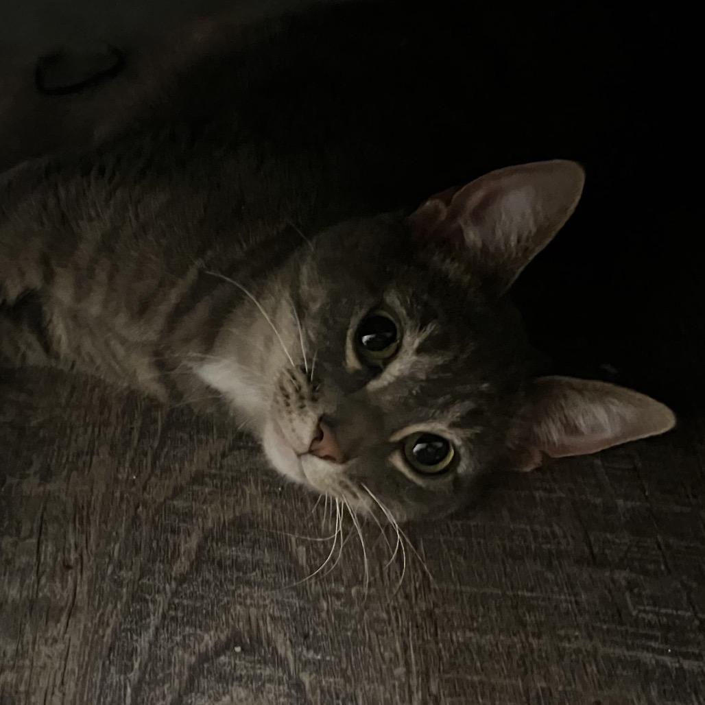 Honey — thumbnail 2