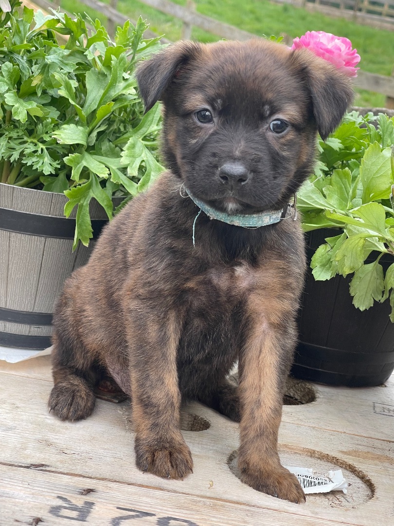 Leia **please read description, a Adopted mixed breed in Lincoln University , PA image 1/3