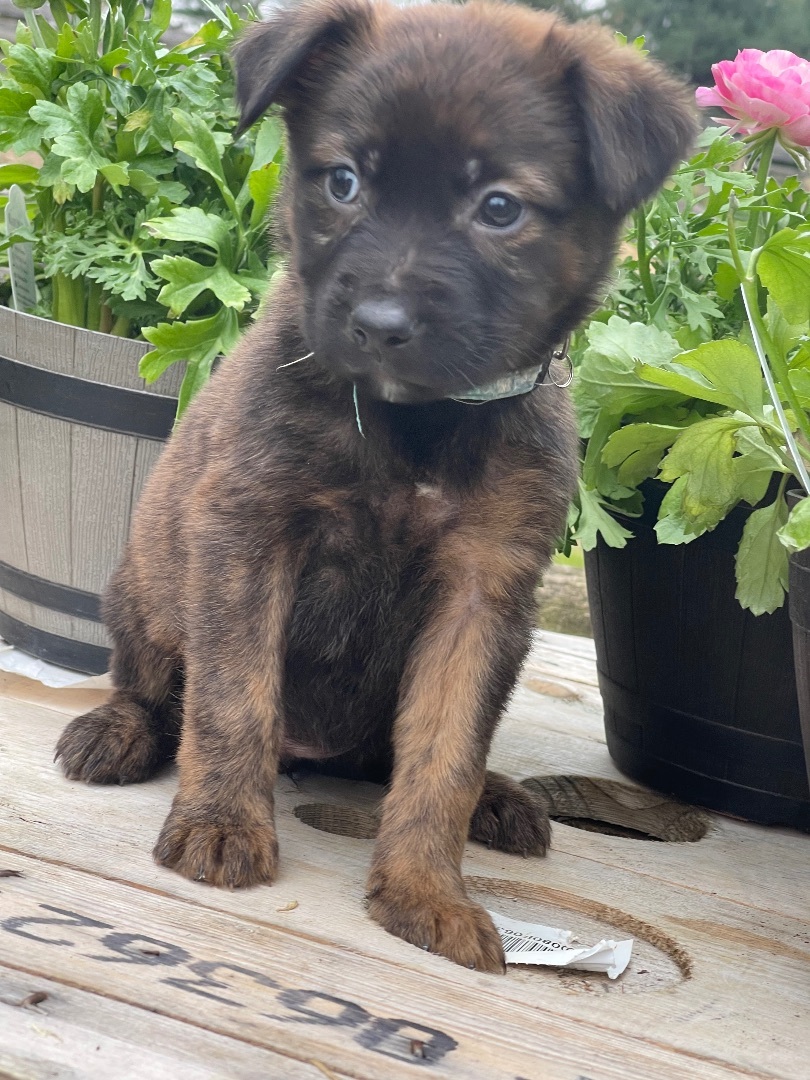 Leia **please read description, a Adopted mixed breed in Lincoln University , PA image 2/3