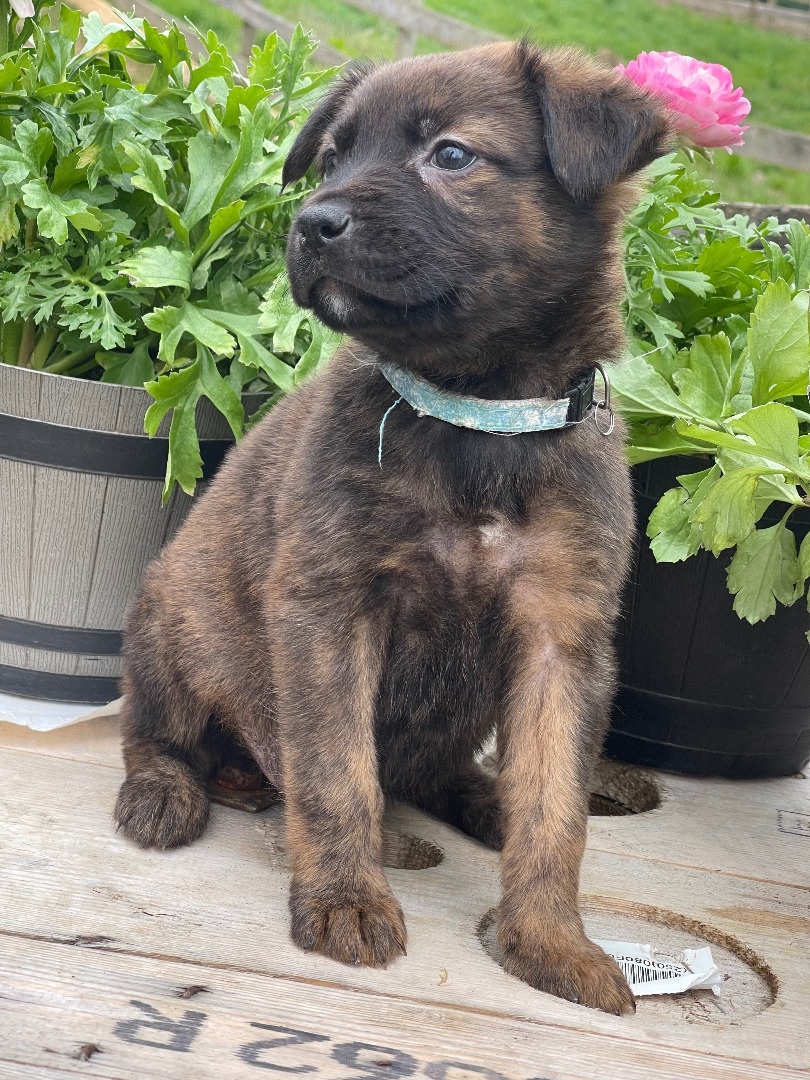 Leia **please read description, a Adopted mixed breed in Lincoln University , PA image 3/3