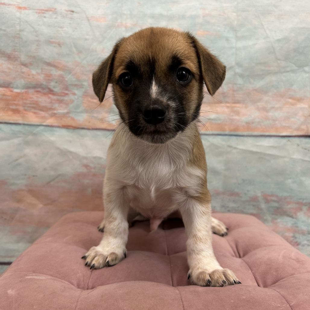 Enlarge Langdon, a Adoptable Mixed Breed in Cheyenne, WY image 1/2