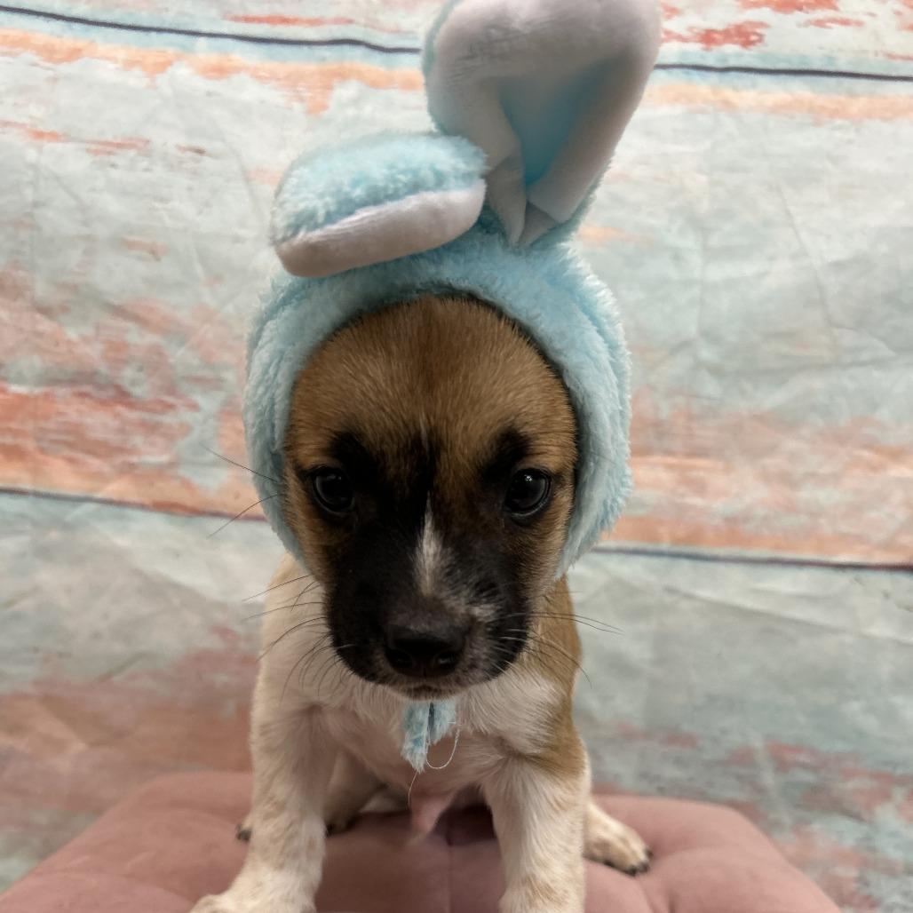 Enlarge Langdon, a Adoptable Mixed Breed in Cheyenne, WY image 2/2