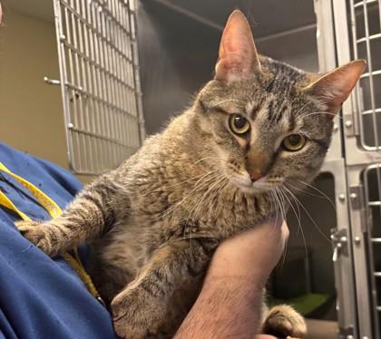 Reba, Adoptable, Adult Female Domestic Short Hair & Domestic Short Hair.