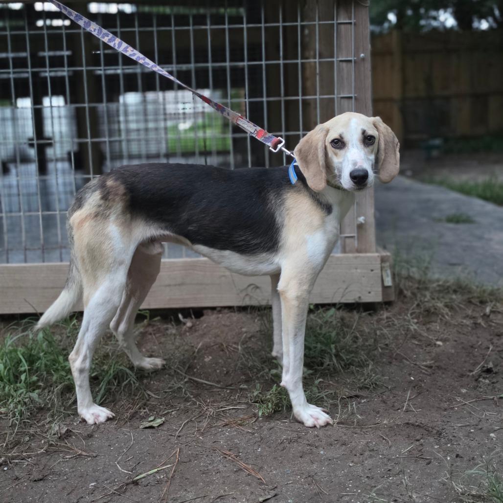 Enlarge Captain, a Adoptable American Foxhound in Chesapeake, VA image 1/3