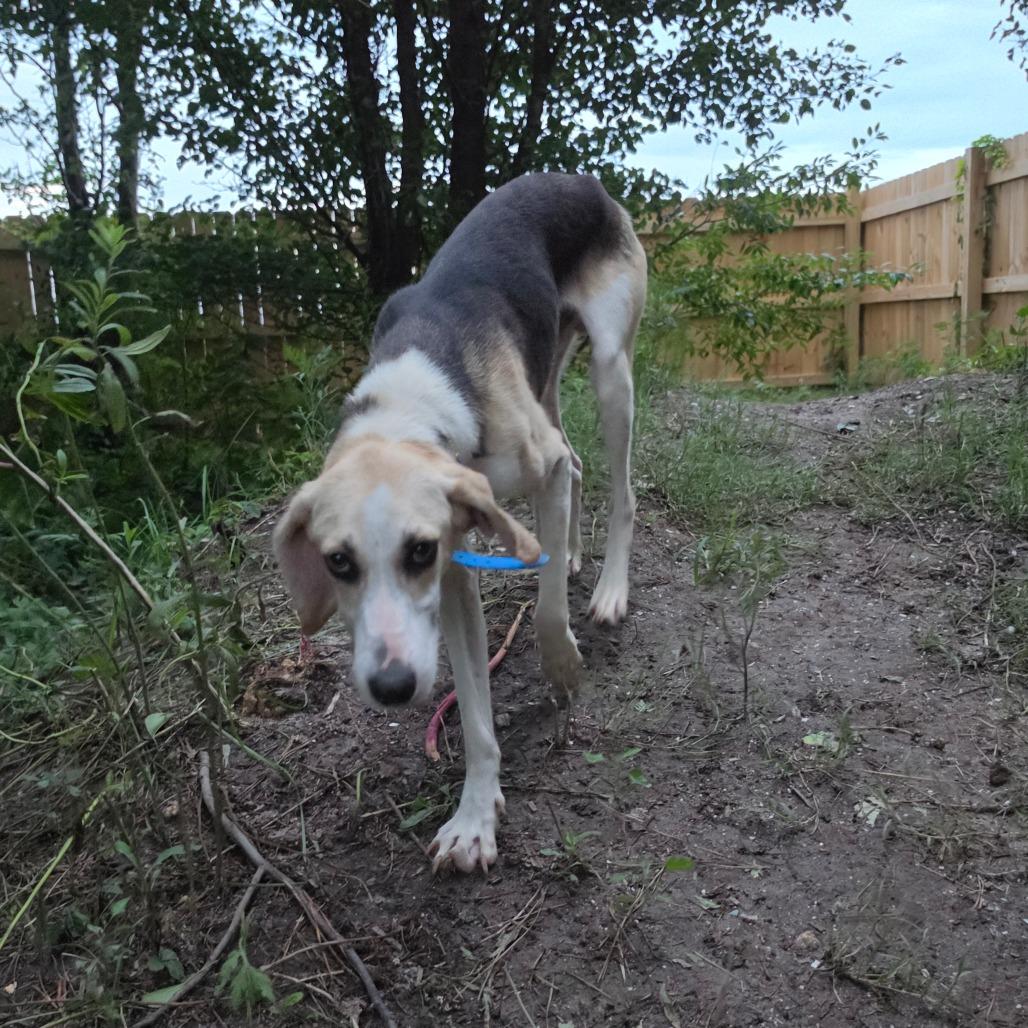 Enlarge Captain, a Adoptable American Foxhound in Chesapeake, VA image 2/3