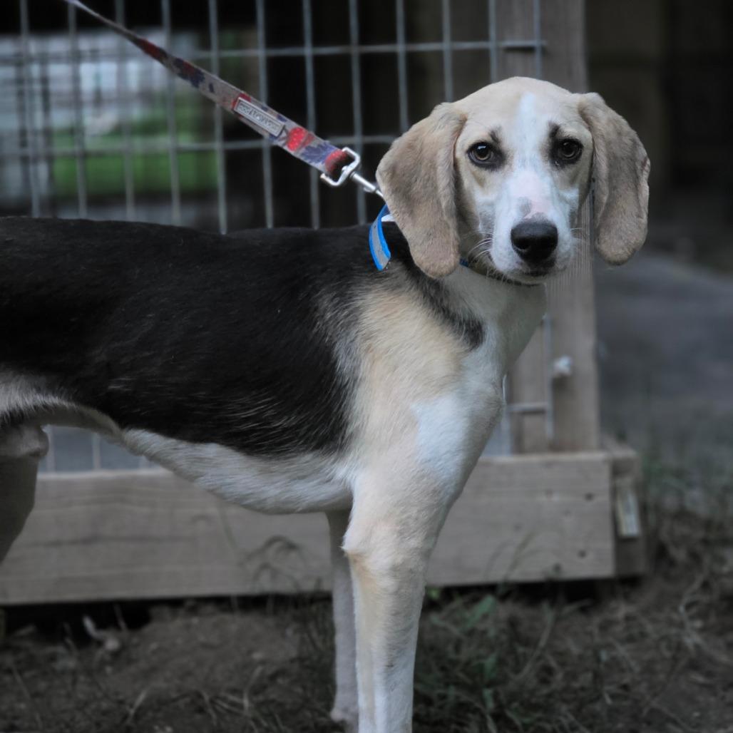 Enlarge Captain, a Adoptable American Foxhound in Chesapeake, VA image 3/3