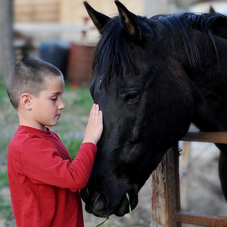 Buzz, a Adoptable Quarterhorse in Kanab, UT image 1/6
