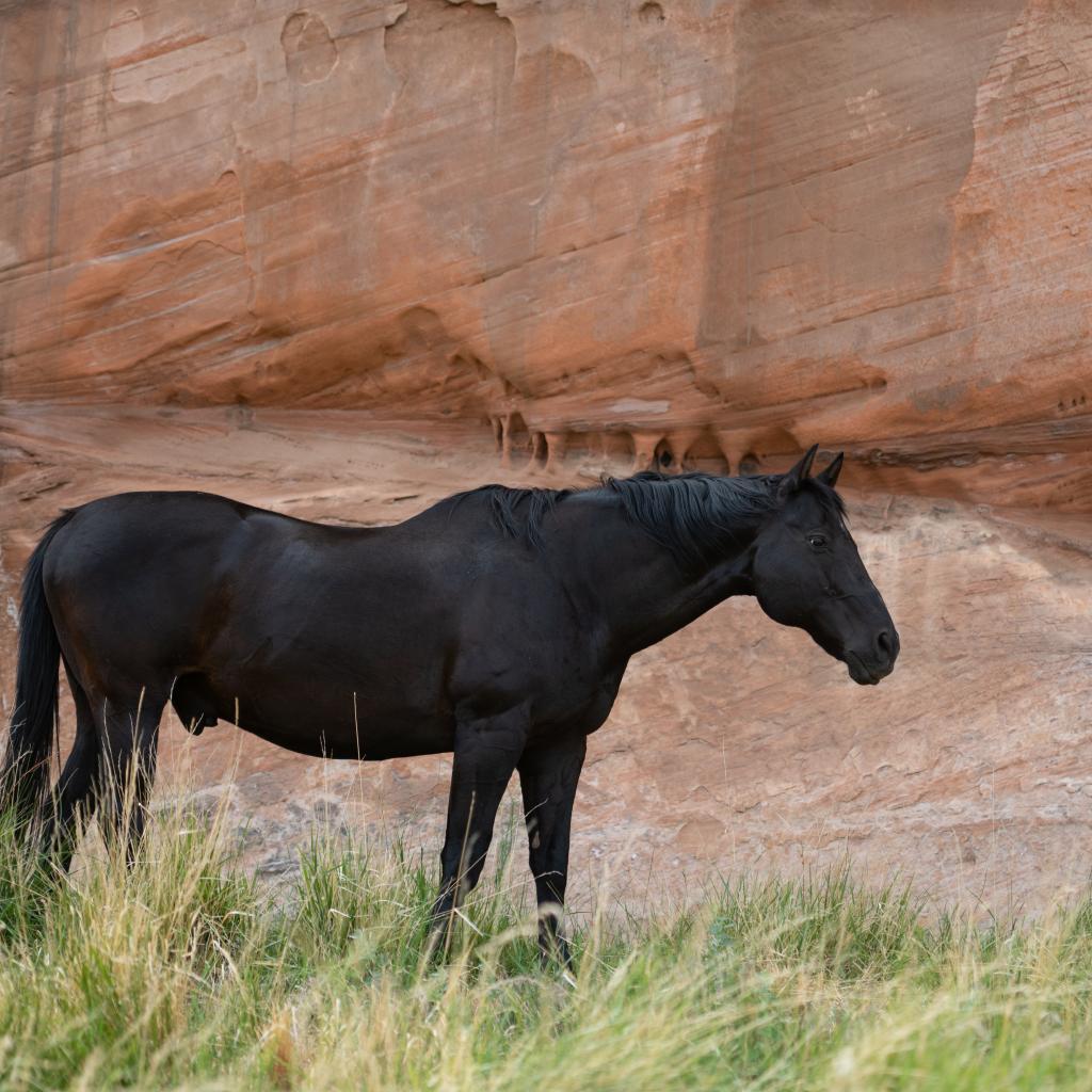 Buzz, a Adoptable Quarterhorse in Kanab, UT image 3/6
