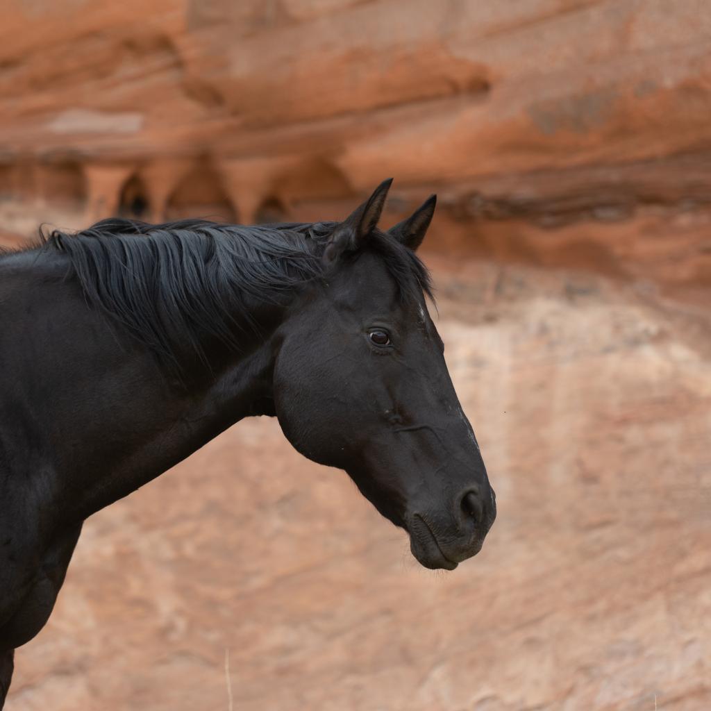 Buzz, a Adoptable Quarterhorse in Kanab, UT image 4/6