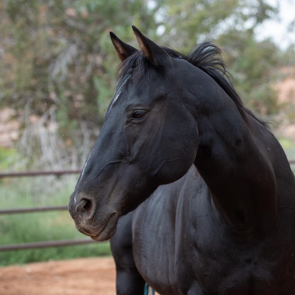 Buzz, a Adoptable Quarterhorse in Kanab, UT image 5/6
