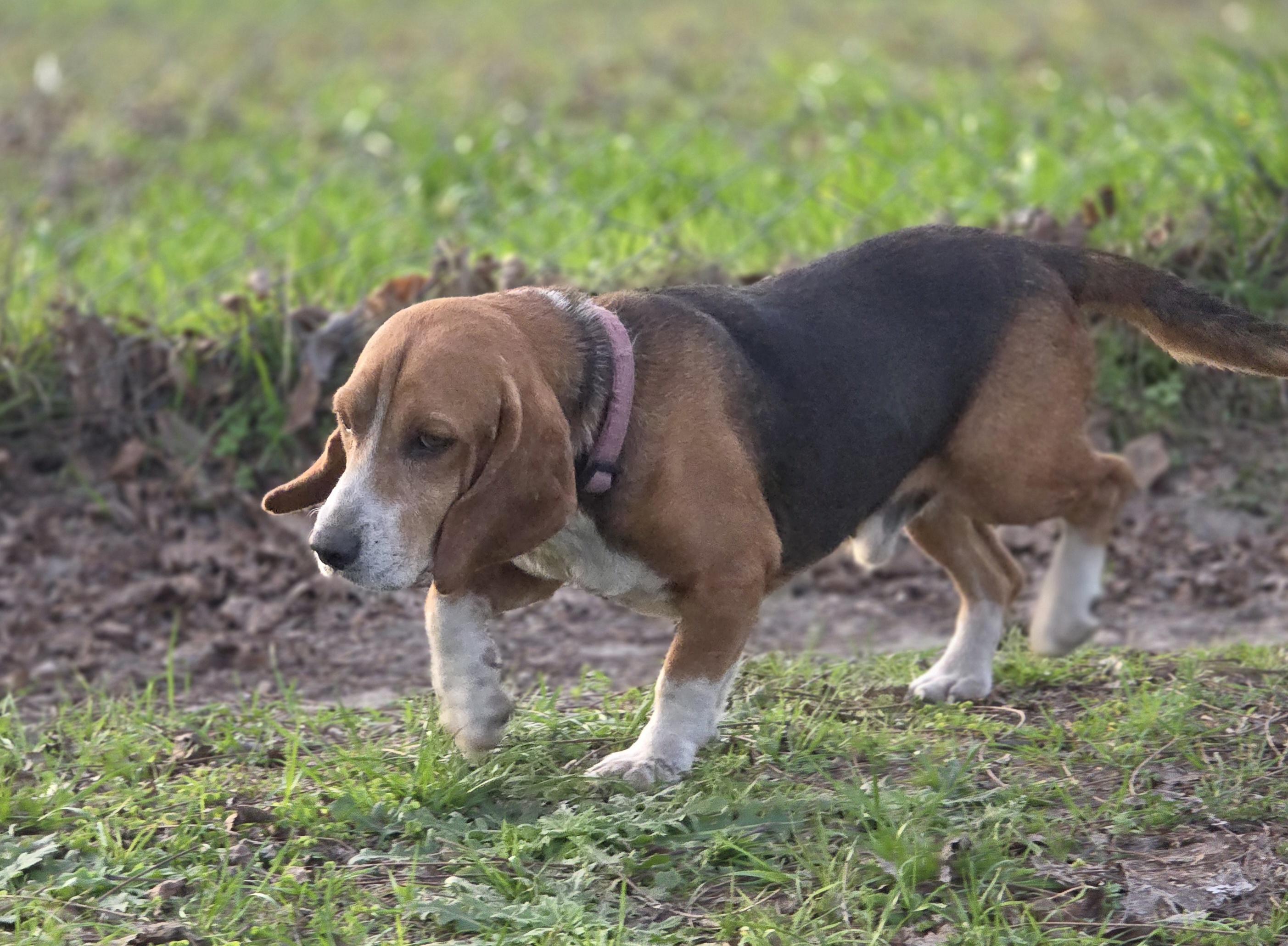 Cody, a ADOPTABLE Beagle in Douglas, GA image 2/2