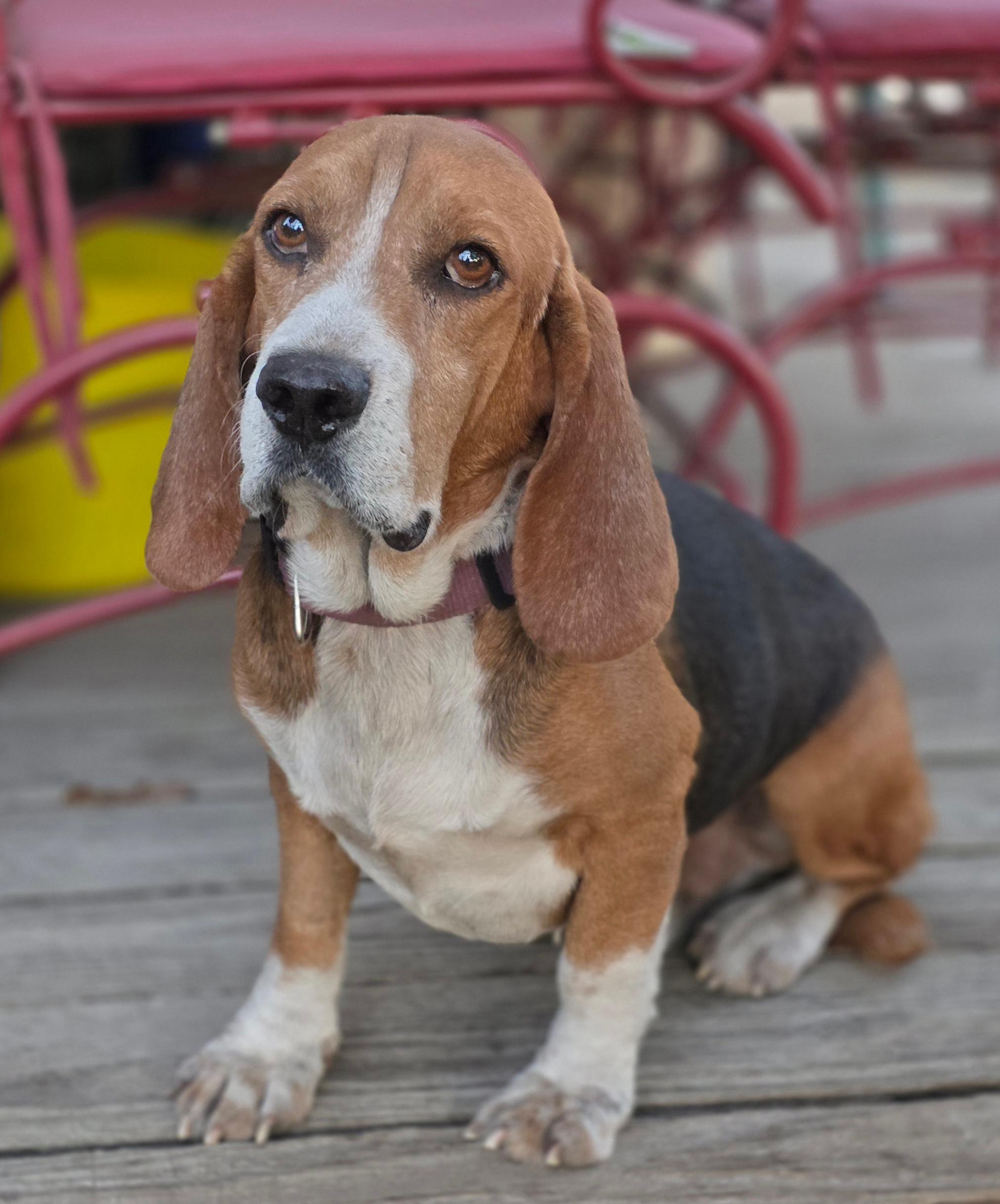 Cody, ADOPTABLE, Adult Male Beagle.