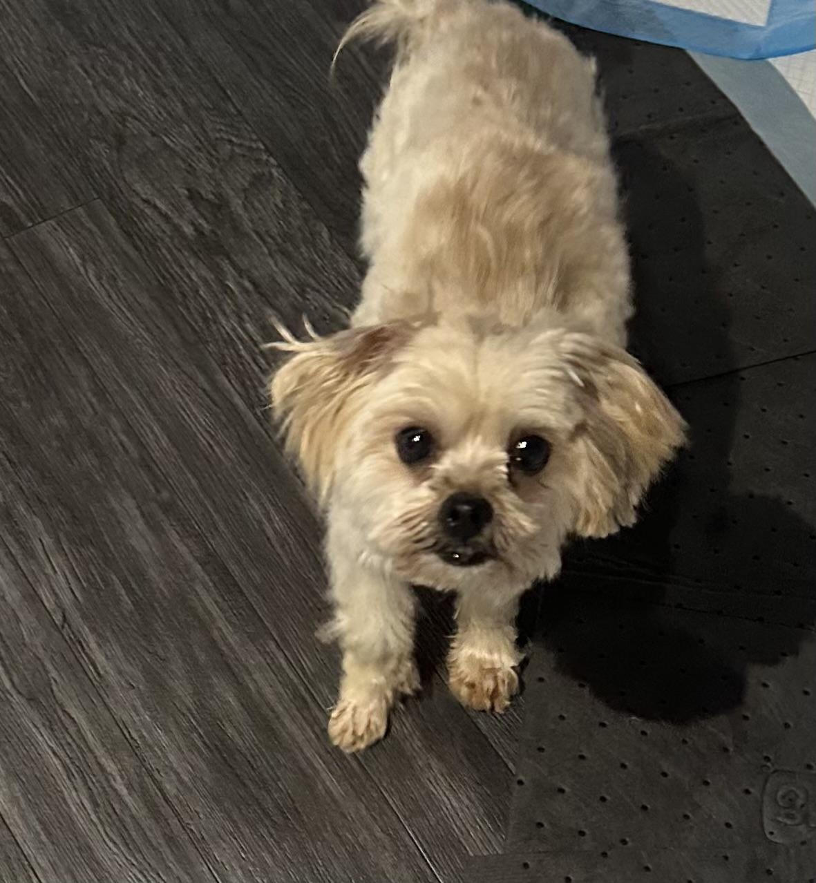 Enlarge Owen, a Adopted mixed breed in merrillville, IN image 1/6