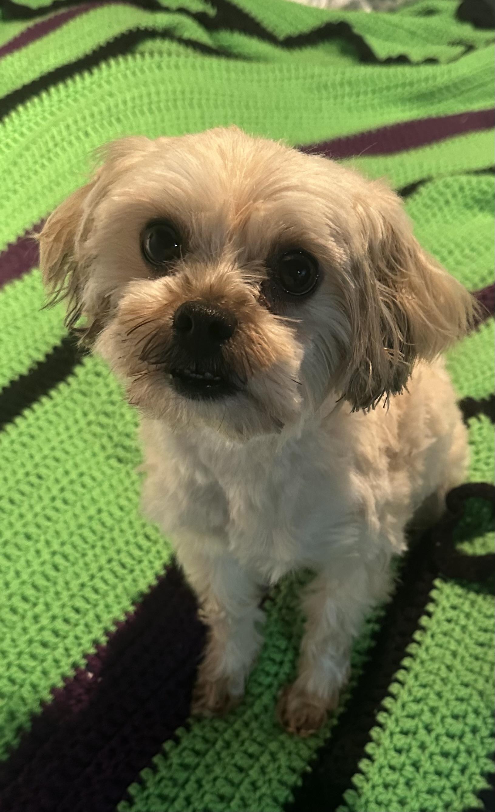 Enlarge Owen, a Adopted mixed breed in merrillville, IN image 2/6