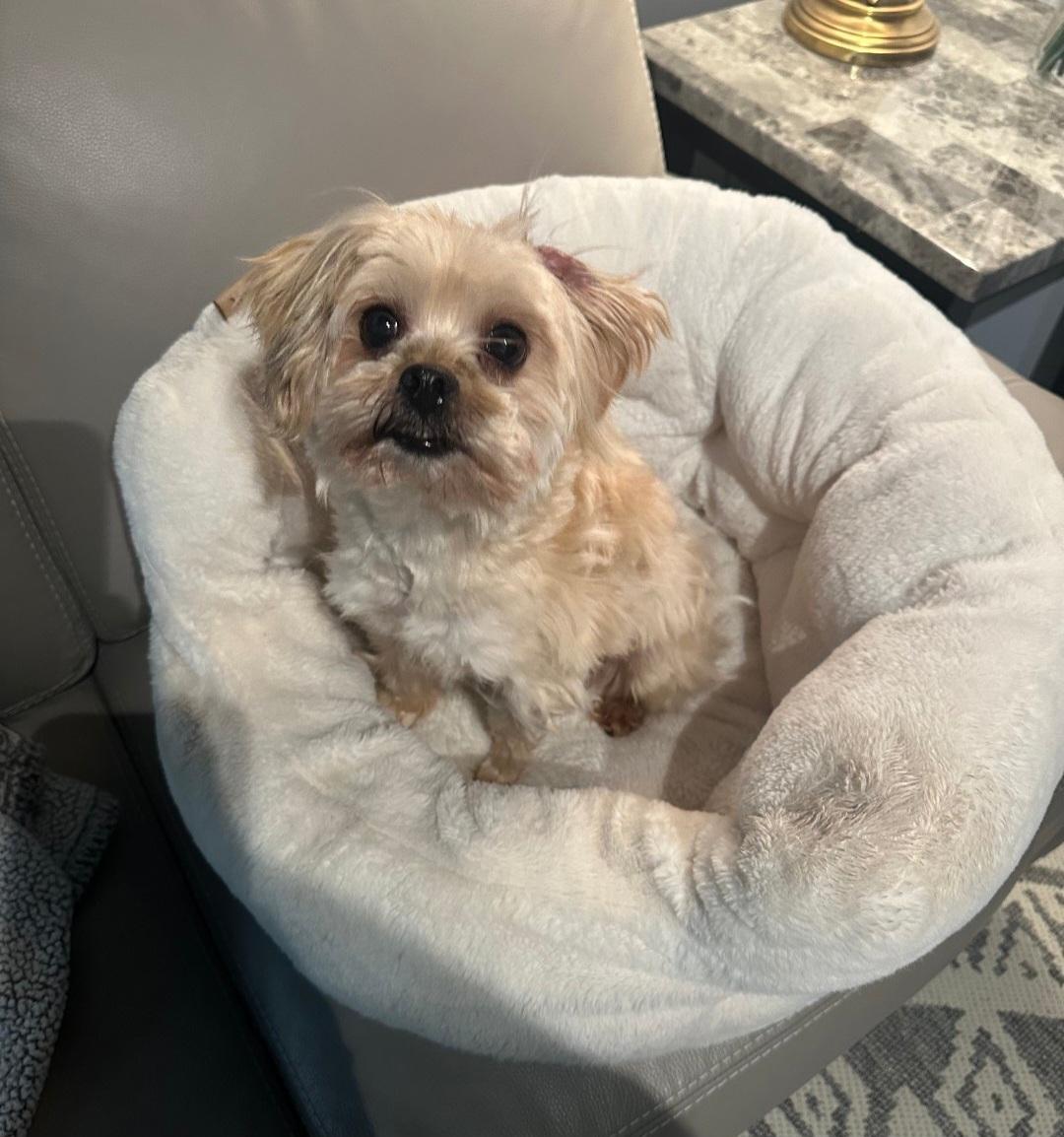 Enlarge Owen, a Adopted mixed breed in merrillville, IN image 3/6