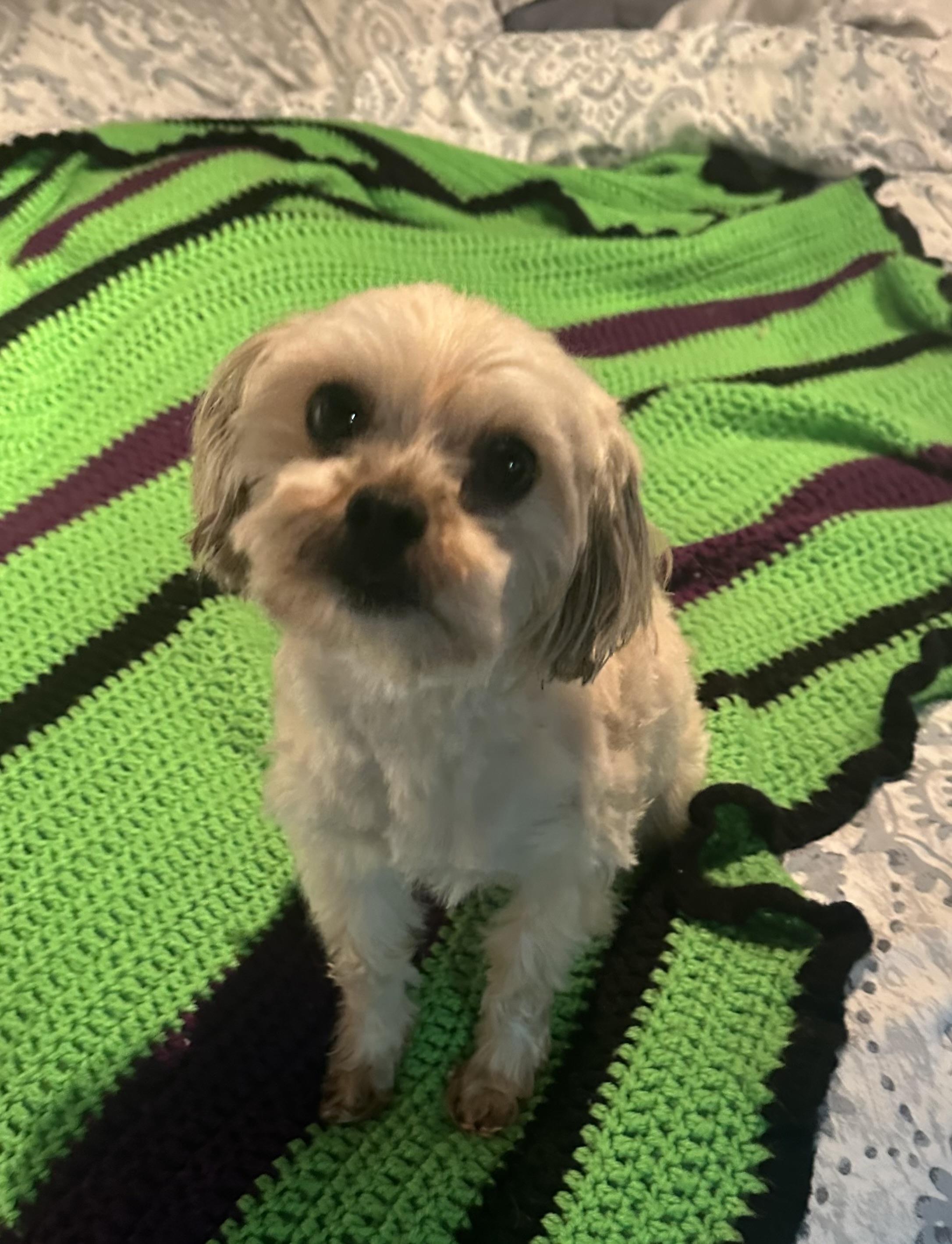 Enlarge Owen, a Adopted mixed breed in merrillville, IN image 4/6