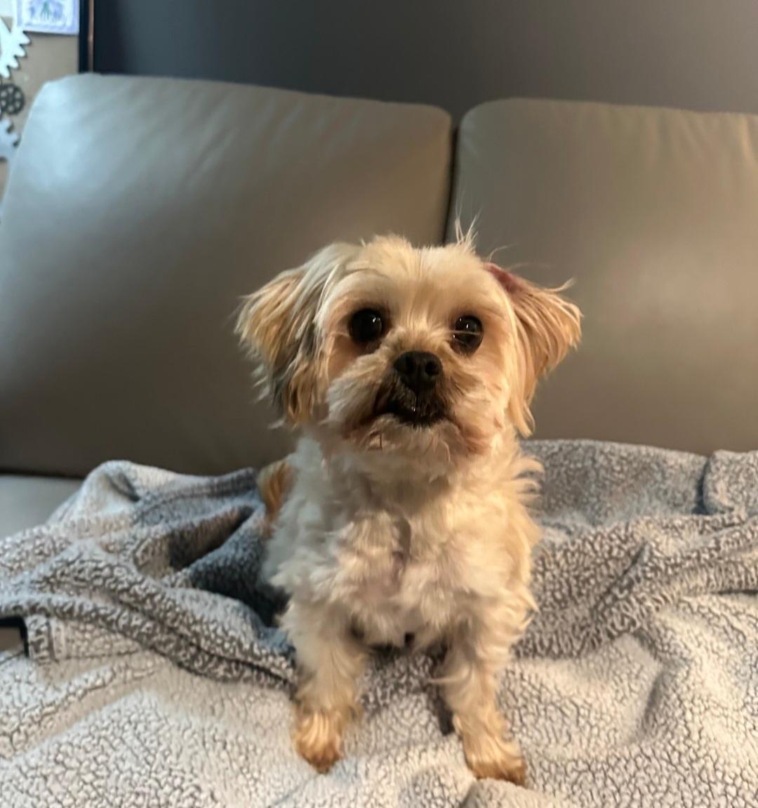 Enlarge Owen, a Adopted mixed breed in merrillville, IN image 5/6