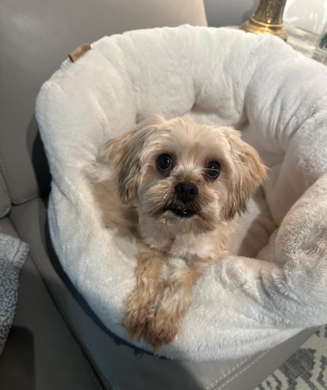 Enlarge Owen, a Adopted mixed breed in merrillville, IN image 6/6