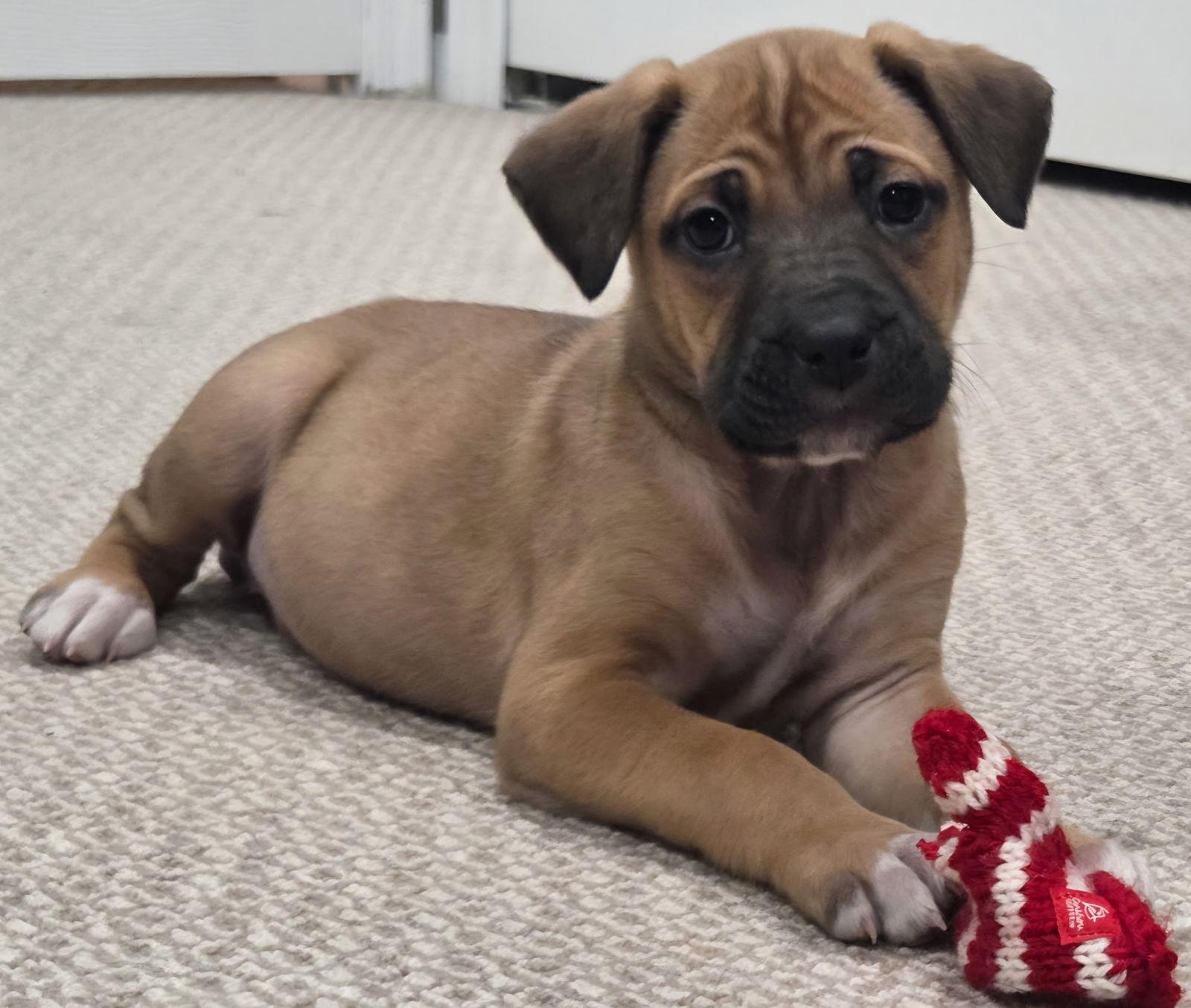 Mary, a Adoptable mixed breed in Oxford, MI image 1/3