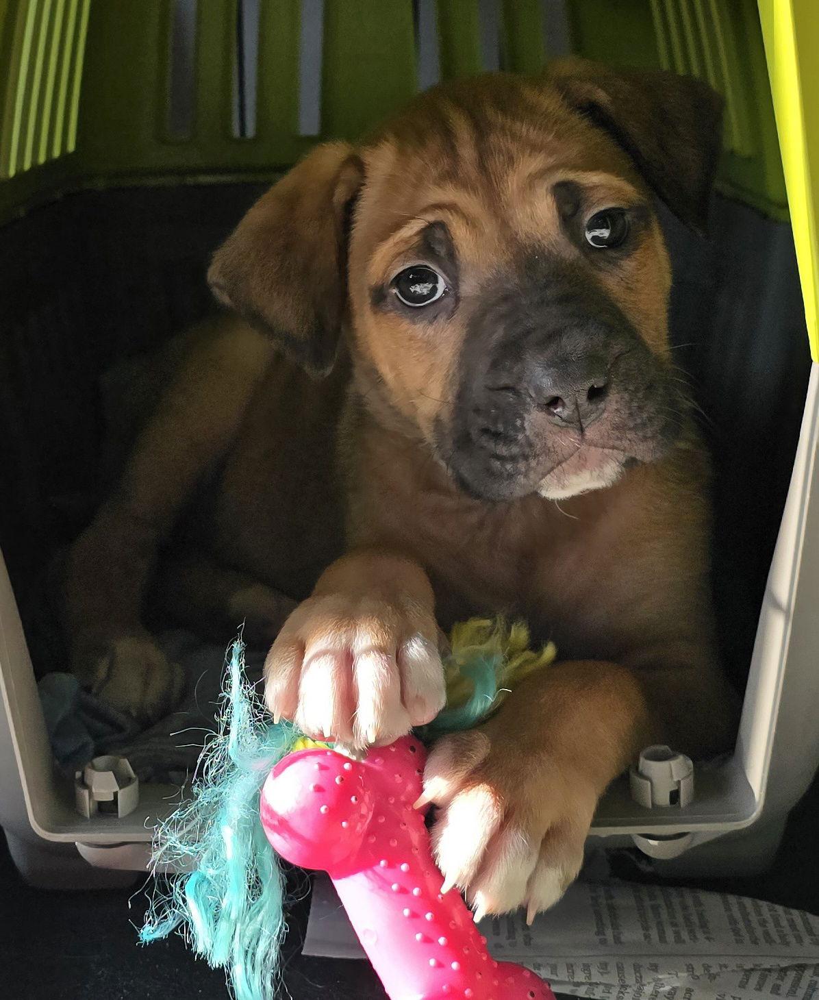 Mary, a Adoptable mixed breed in Oxford, MI image 3/3