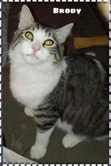Brody , an adoptable Domestic Long Hair in Covina , CA_image-1