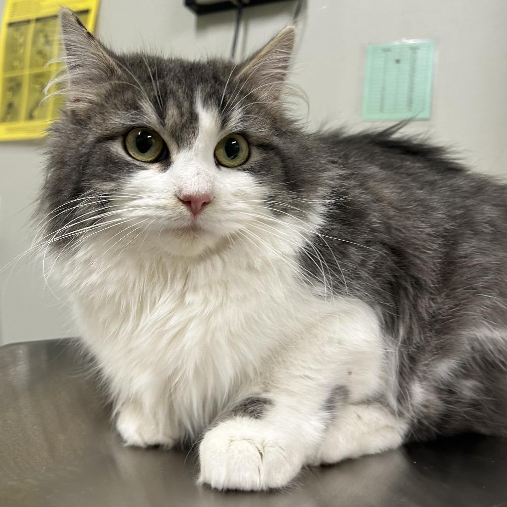 Fluff, Adoptable, Young Female Domestic Long Hair.