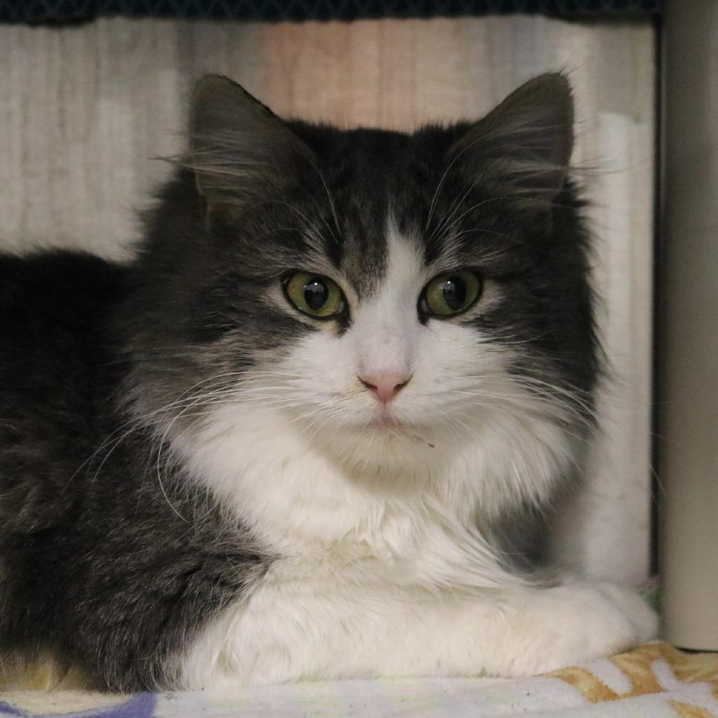 Enlarge Fluff, a Adoptable Domestic Long Hair in Saint Cloud, MN image 2/6