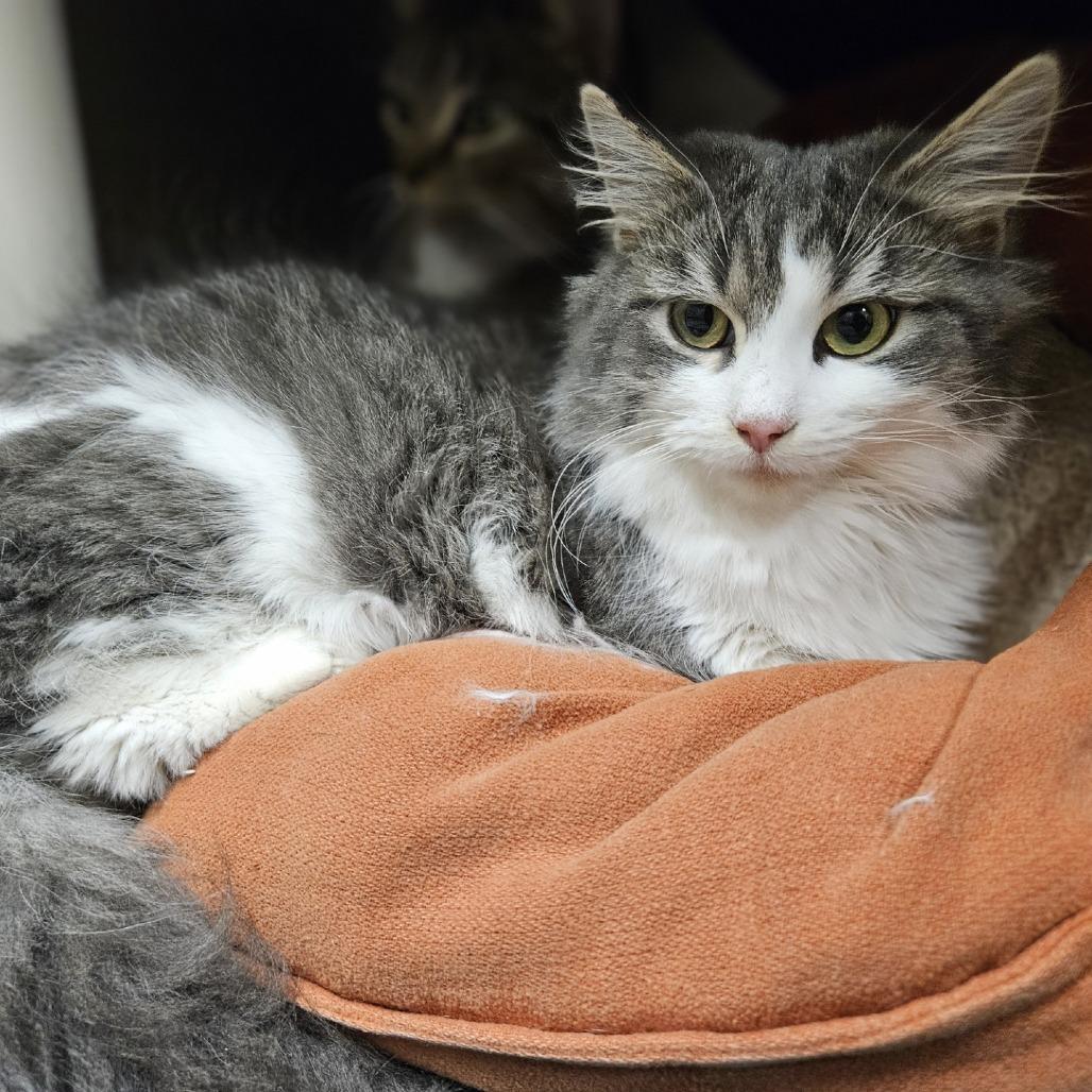 Enlarge Fluff, a Adoptable Domestic Long Hair in Saint Cloud, MN image 3/6