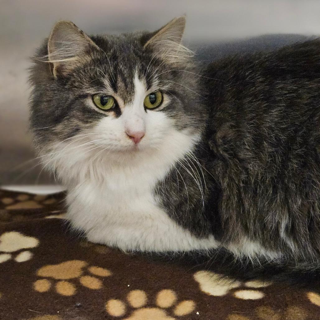 Enlarge Fluff, a Adoptable Domestic Long Hair in Saint Cloud, MN image 5/6