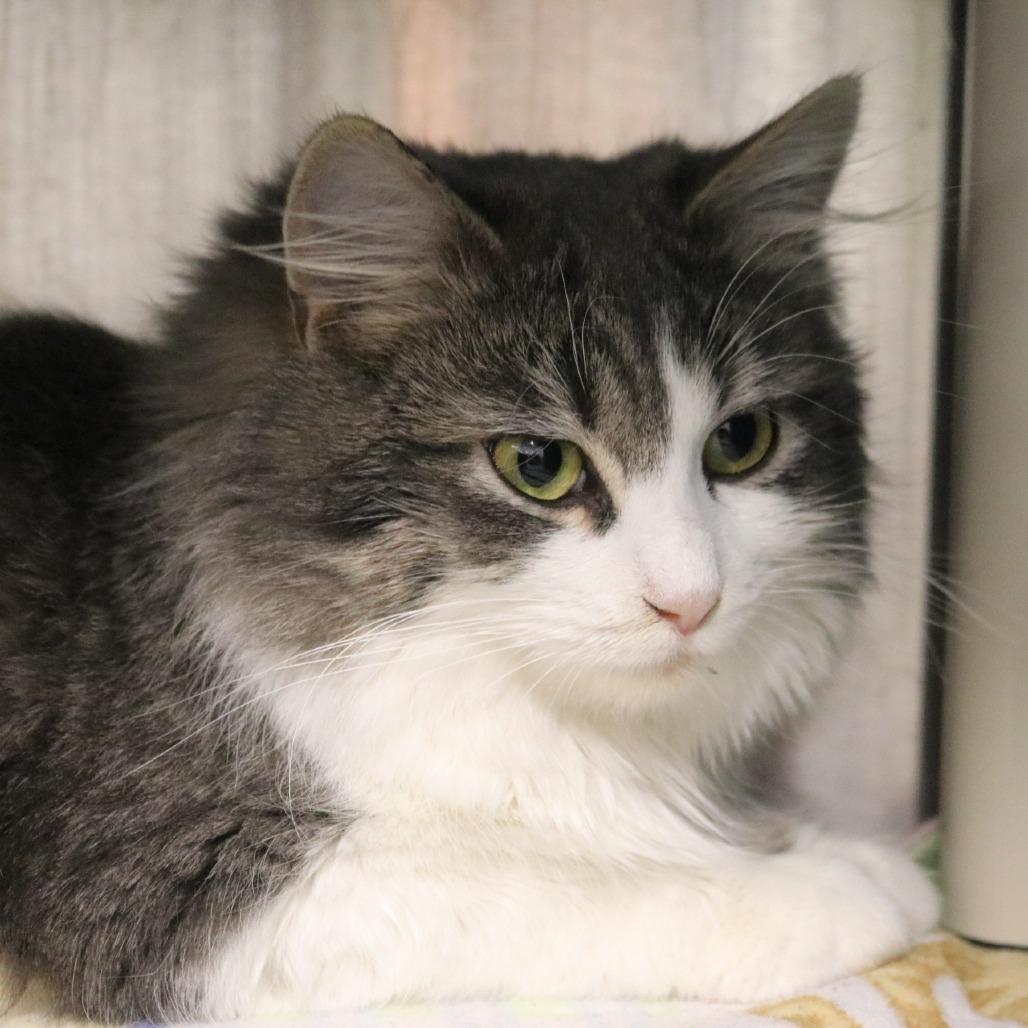 Enlarge Fluff, a Adoptable Domestic Long Hair in Saint Cloud, MN image 6/6
