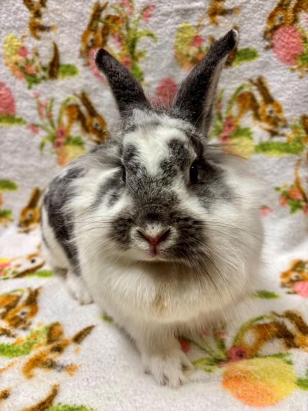 Enlarge GEORGINA, a Adoptable Bunny Rabbit in Santa Cruz, CA image 1/1