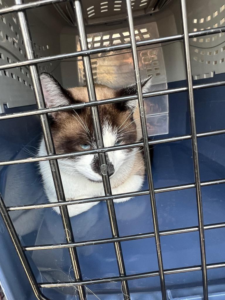 2025-03-029 *Jayden*, Adopted, Adult Male Siamese.