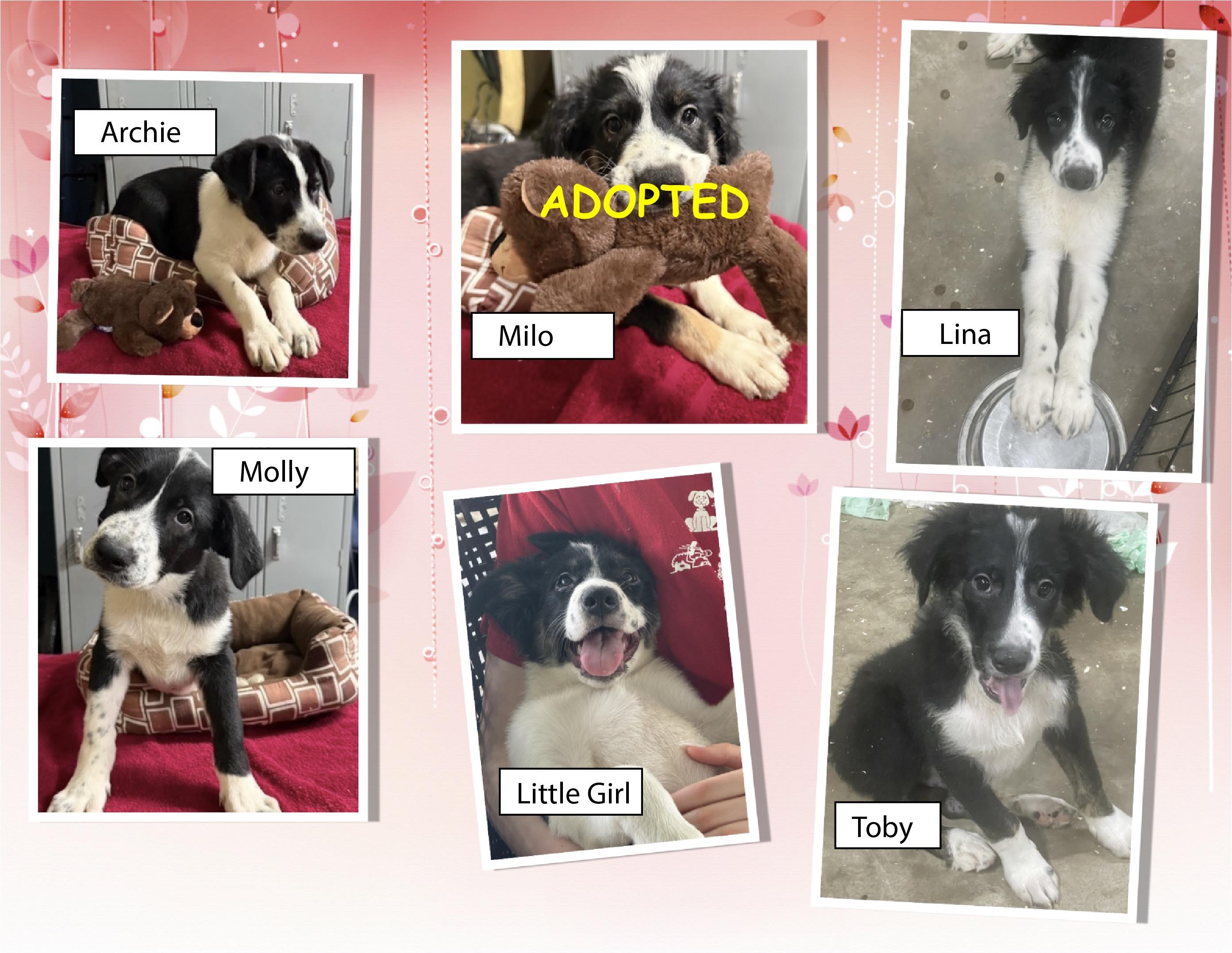 Border Collie/Aussie Puppies