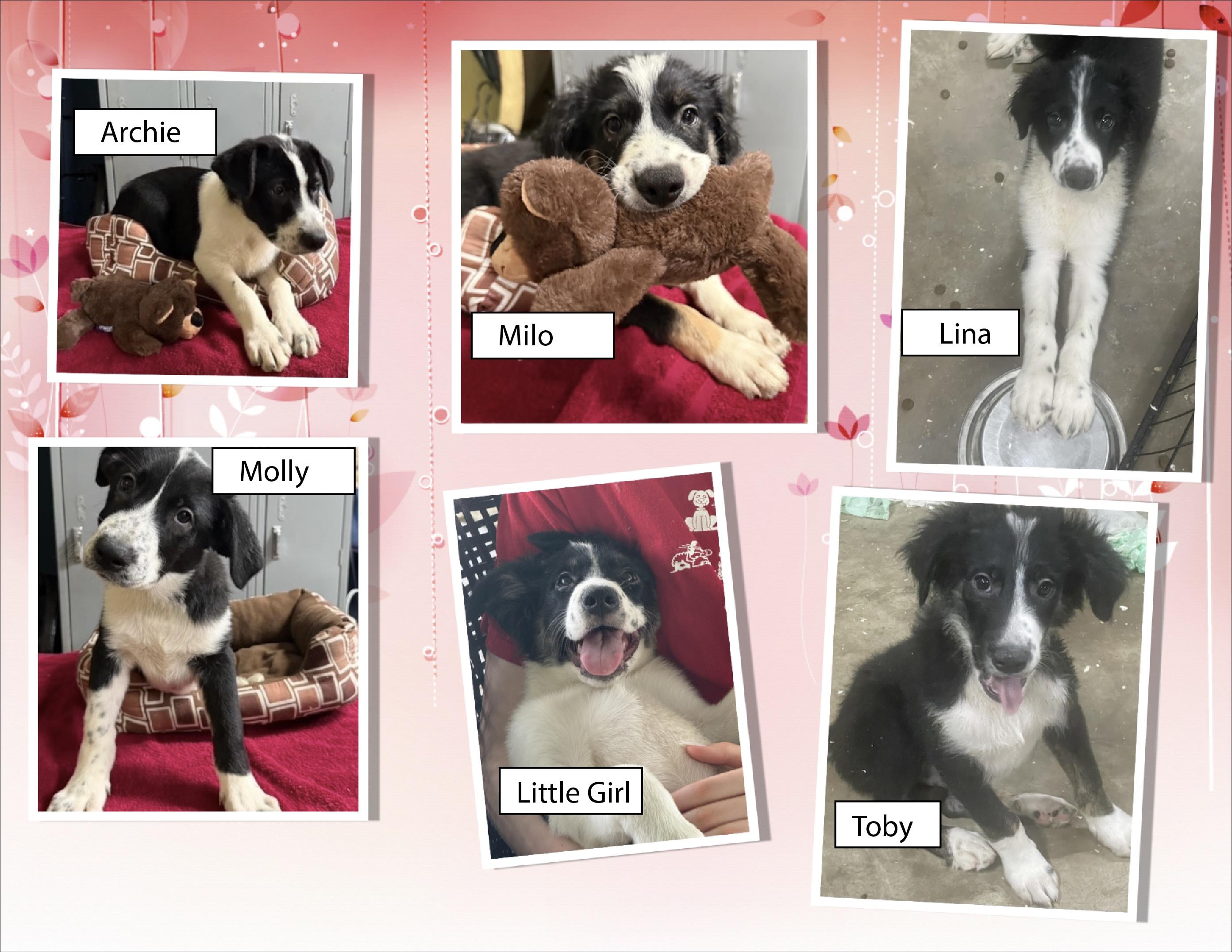 Border Collie/Aussie Puppies, an adoptable Border Collie & Australian Shepherd Mix in Plano, TX_image-1