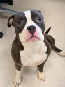 Enlarge  Nyla , a ADOPTABLE Pit Bull Terrier in Clayton, NJ image 2/2