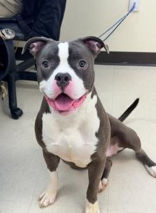  Nyla , ADOPTABLE, Young Female Pit Bull Terrier.