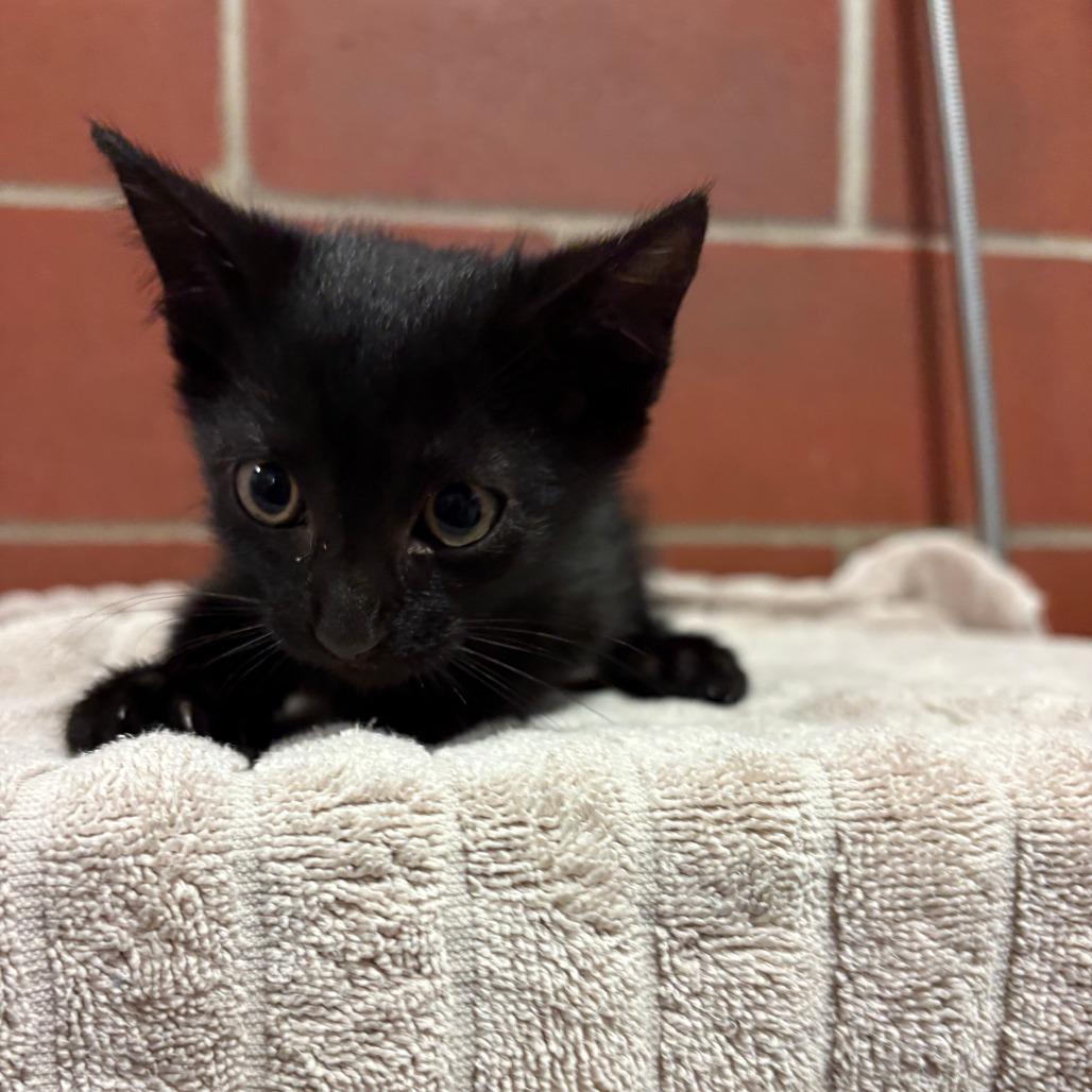 Enlarge Onyx, a Adoptable Domestic Short Hair in Cabot, AR image 1/2