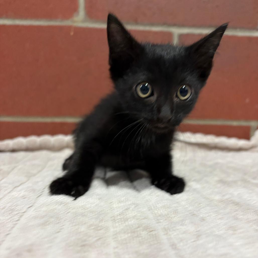 Enlarge Onyx, a Adoptable Domestic Short Hair in Cabot, AR image 2/2