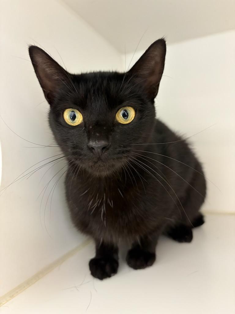 Enlarge Marceline, a Adoptable Domestic Short Hair in Tallahassee, FL image 2/4
