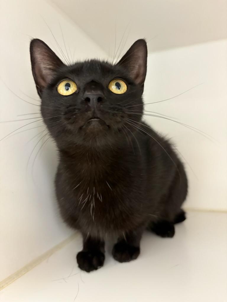 Enlarge Marceline, a Adoptable Domestic Short Hair in Tallahassee, FL image 4/4