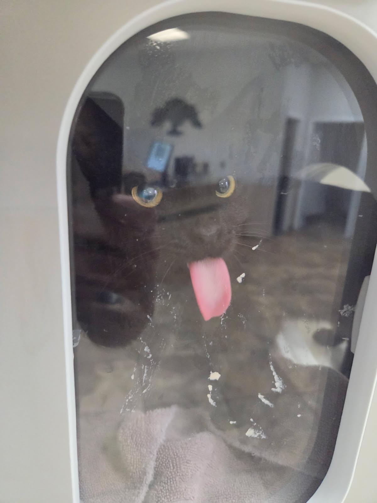 Enlarge Marceline, a Adoptable Domestic Short Hair in Tallahassee, FL image 3/4