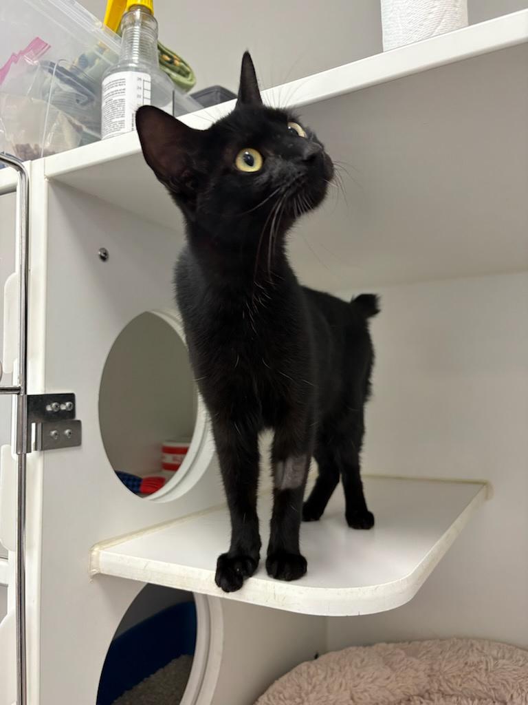 Marceline, Adoptable, Young Female Domestic Short Hair.